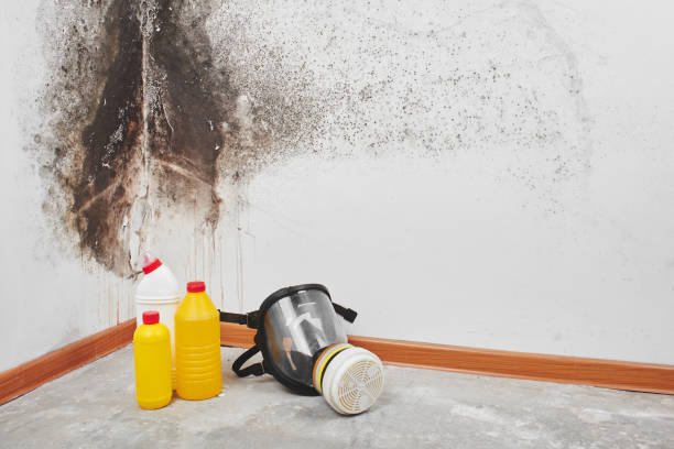 Best Certified Mold Removal  in Houghton, MI