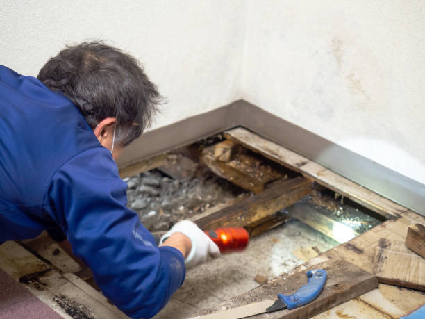 Best Best Mold Removal Companies  in Houghton, MI