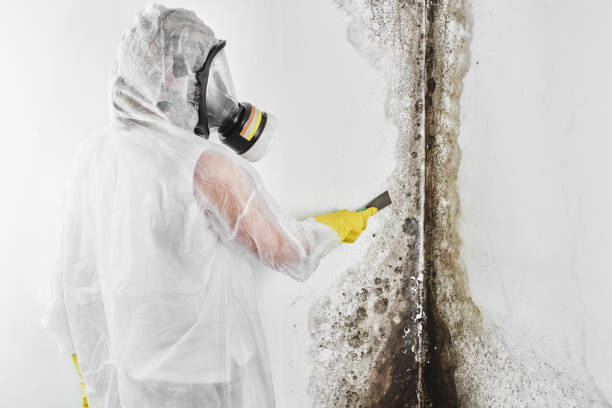 Best Mold Damage Repair  in Houghton, MI