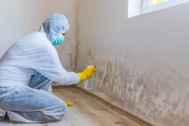 Best Mold Remediation  in Houghton, MI