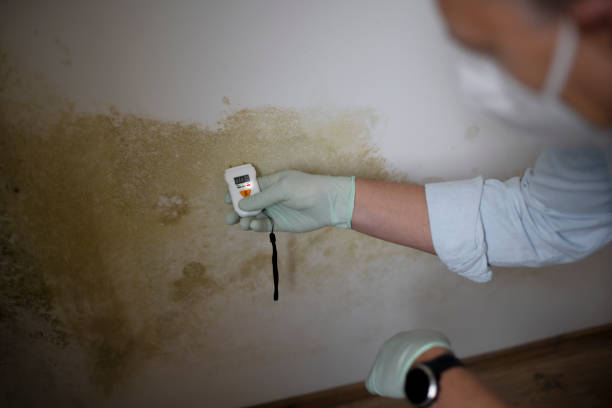 Best Mold Cleaning Services  in Houghton, MI