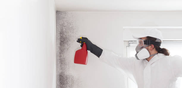 Best Mold Removal Near Me  in Houghton, MI
