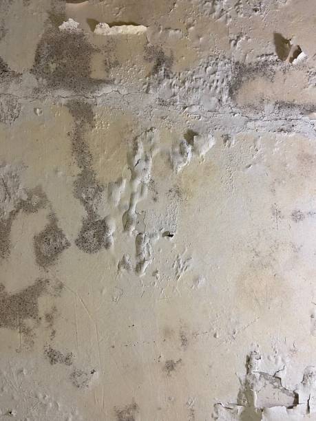 Reliable Houghton, MI Mold Removal Solutions
