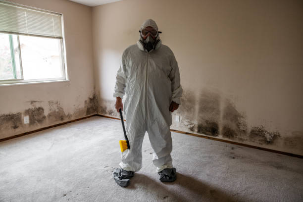 Best Black Mold Removal  in Houghton, MI