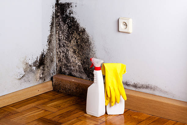 Best Commercial Mold Removal  in Houghton, MI