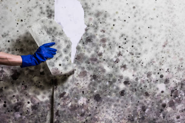 Best Best Mold Removal Companies  in Houghton, MI