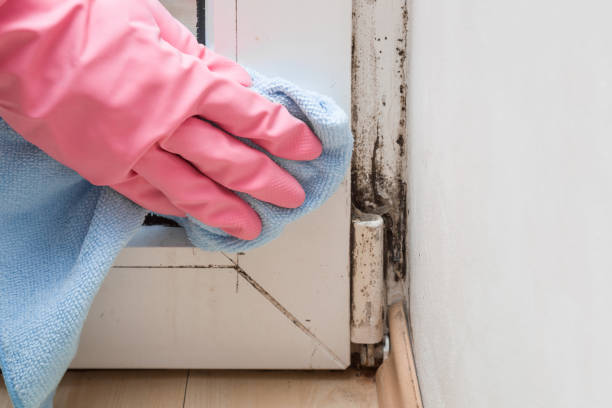 Best Emergency Mold Removal  in Houghton, MI