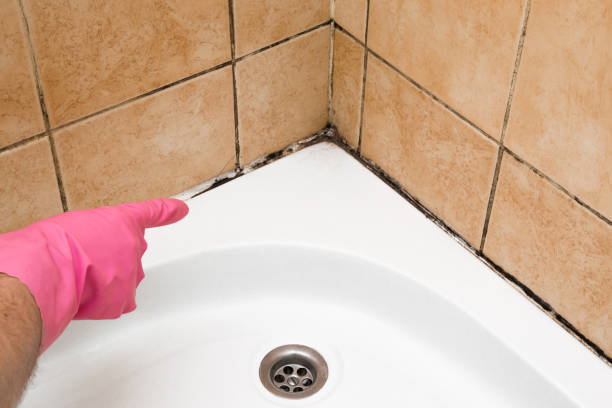 Best Same-Day Mold Removal  in Houghton, MI